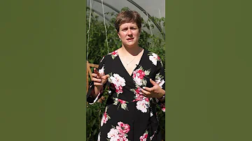 Чего не хватает огурцам? 🌱Это легко определить по форме плода и цвету листа