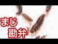 生ハム原木から大量の幼虫が！【多分グロ】