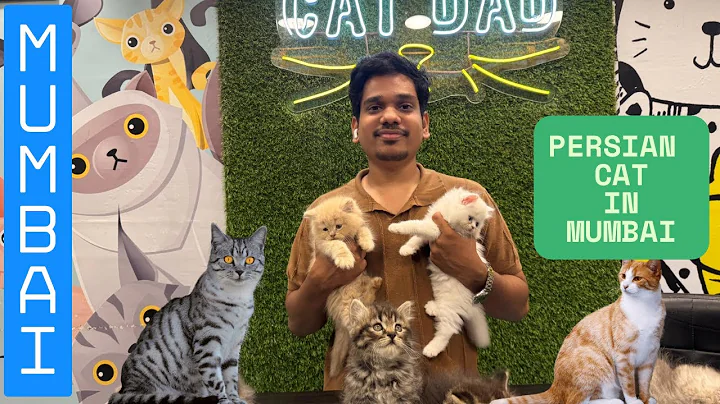 Video 9913731: persiancat cat, cute persian, kitten training, healthy kittens, cat house, cat lovers