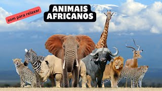 Animais Africanos e Pássaros  encantadores - Animais &amp; Som para relaxar