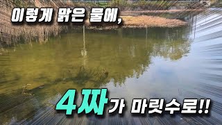 수정처럼 맑은 물에 설쳐대는 4짜들!! by 비바붕어TV 19,565 views 3 weeks ago 24 minutes