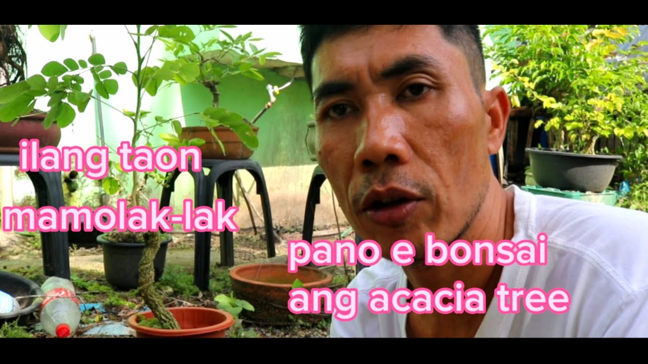 tamang laki ng mats, ng acacia tree, para gawing bonsai.