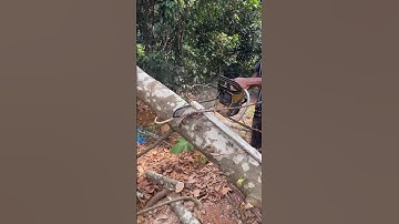 Amazing Tree Cutting Skills🔥||#treecutting #viralvideo #chainsaw #wood #treetrimming #shorts