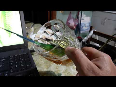 \"კეშა\" ლუდში)))