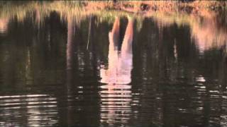 How To Use - Rapala Jointed Minnow