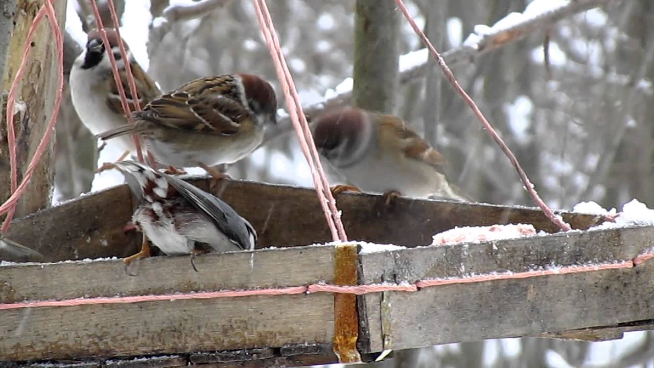 Зима крошки