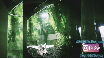 DIY HOW TO: Make  a moss carpet or wall for your fish tank