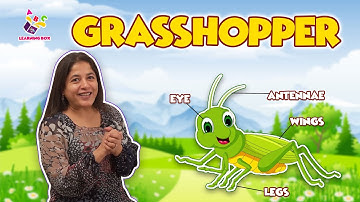 Grasshopper - Body Parts | Types of Grasshoppers | Nursery Rhyme | Preschool Learning | Learning Box