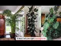 12 Best Tall Low Light Houseplants