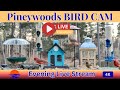 Evening LIVE Bird Feeder Cam |Blue Jays, Woodpeckers, Cardinals & More| April 7th, 2026