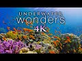 11 hours of 4k underwater wonders  relaxing music  coral reefs  colorful sea life in u.