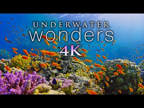 11 HOURS of 4K Underwater Wonders + Relaxing Music - Coral Reefs & Colorful Sea Life in UHD