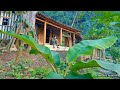 Harvest wild cassava, Make a wooden recliner, Feed the pigs - Live with nature | Ep.68