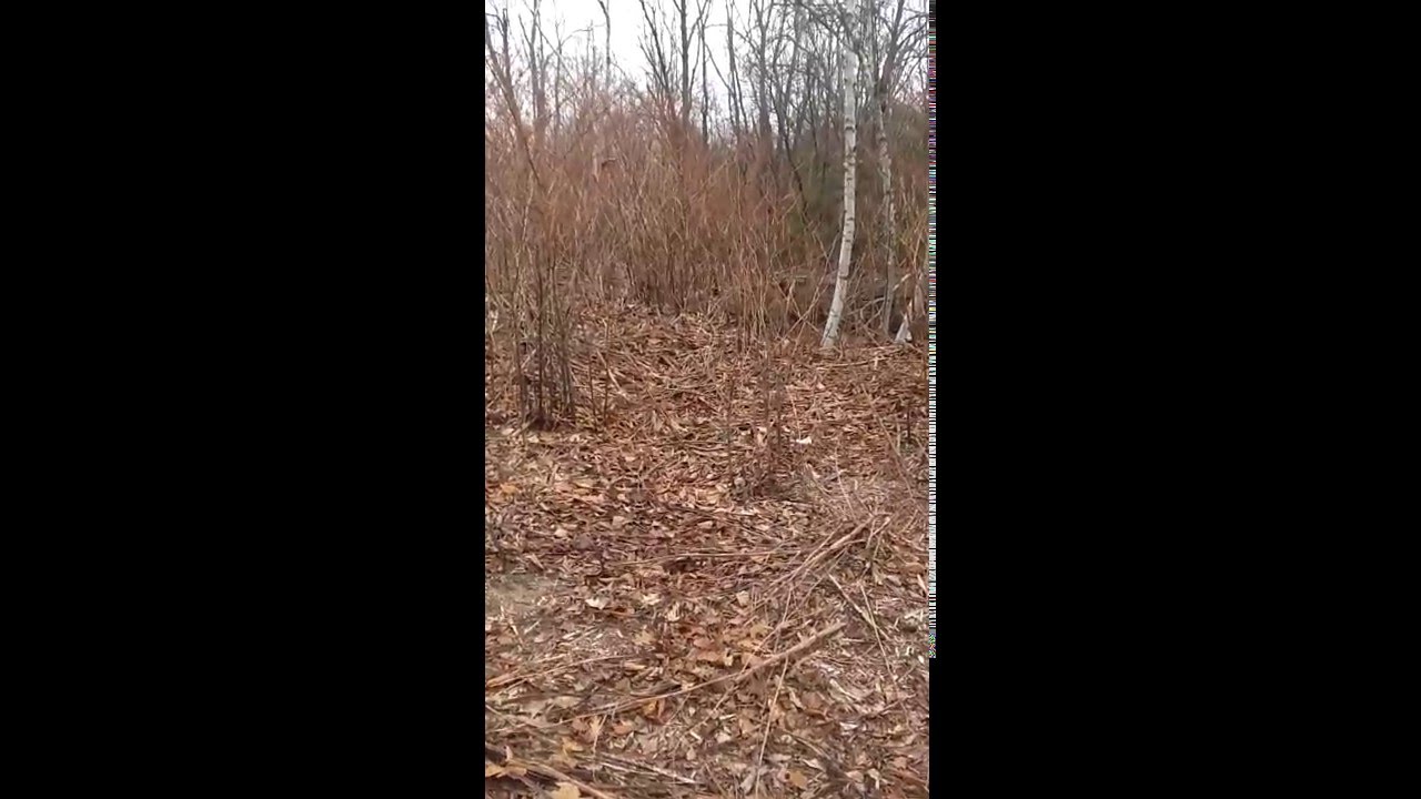 Foraging for Japanese Knotweed- Lyme and Inflammations Enemy