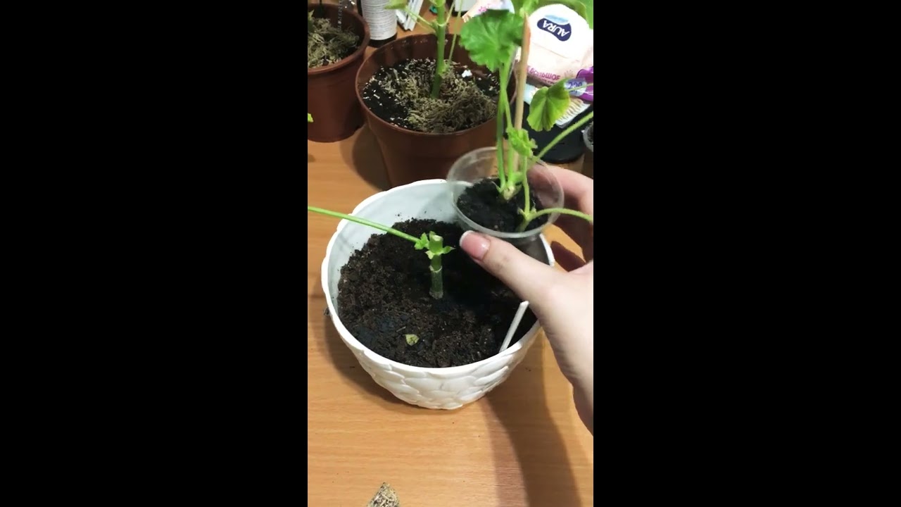 Принц Густав Пеларгония 1 неделю спустя