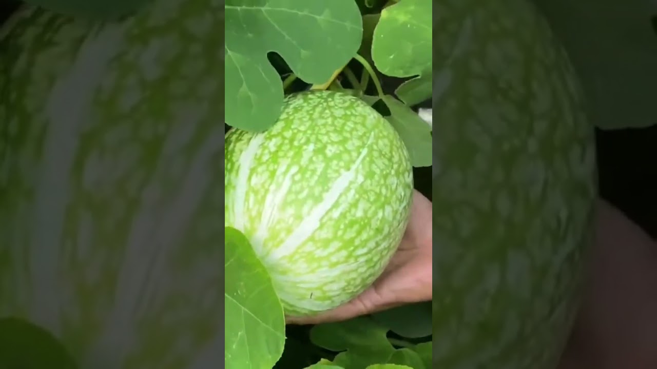 Hunting for more vegetables deep into the greenery 