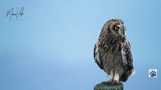Velduil/short eared owl