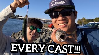 EVERY CAST San Diego Mackerel fishing off the rocks using Jigs