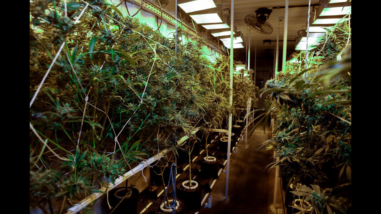 Por dentro de um laboratório de óleo de cannabis