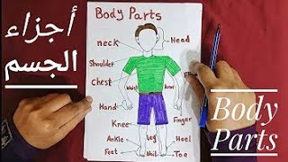 أعضاء الجسم باللإنجليزية ∆ شرح جد مبسط ✓PARTS OF THE BODY✓✓