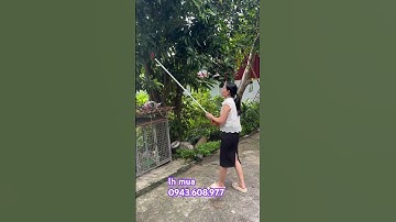 KÉO CẮT TỈA CÂY CÀNH 1M, 1,5M💥💥💥