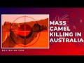 Mass Camel Killing in Australia