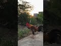 THE  BIG ROOSTER ❤️👍#cocks #birds #rooster #viral #chicken #hashtags #animals #telugu india, asian