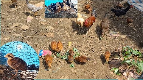 Gà rừng và gà ta cực đẹp. Qaib qus qaib hmoob zoo nkauj kaws li nawb