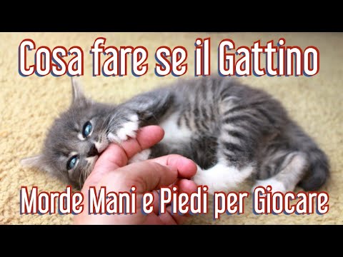 Video: Come Impedire A Un Gattino Di Mordere?