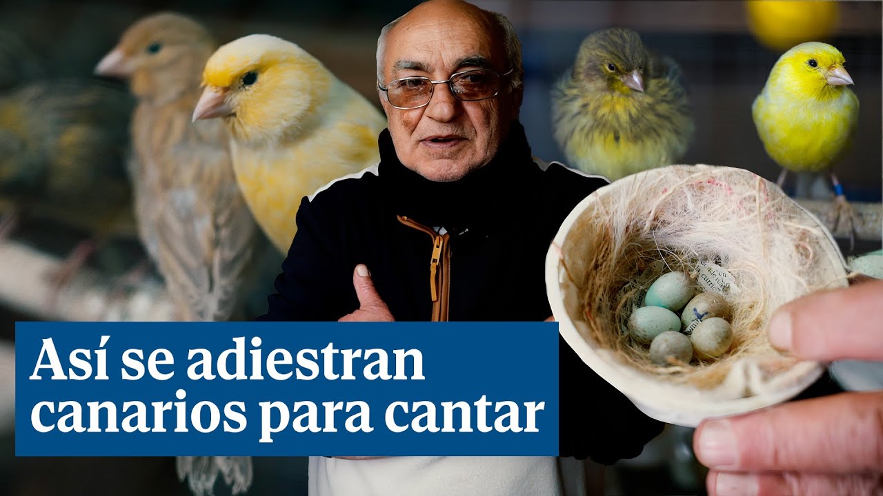 El criador de canarios que los adiestra para cantar en concursos