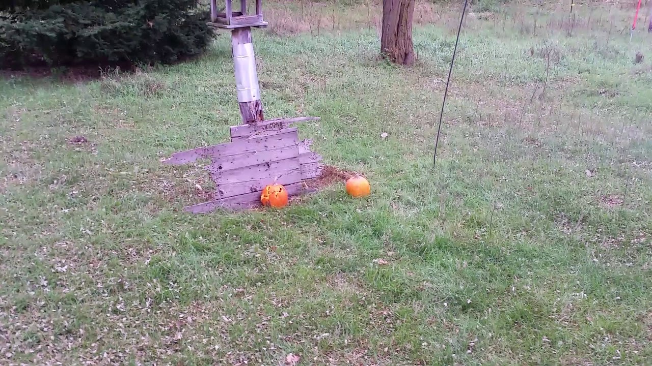 Pumpkin carving with Browning Hi Power YouTube