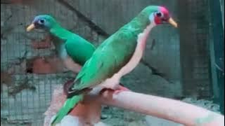 walik jambu burung yang sangat cantik