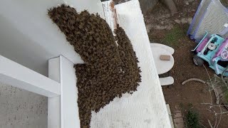 Catching a swarm of bees the easy way.