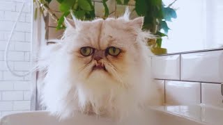 The 10 Worst Cat Breeds You Never Knew!