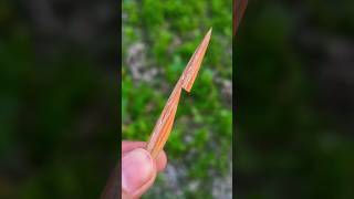 Home Make Wooden Slingshots #Diy #Shorts