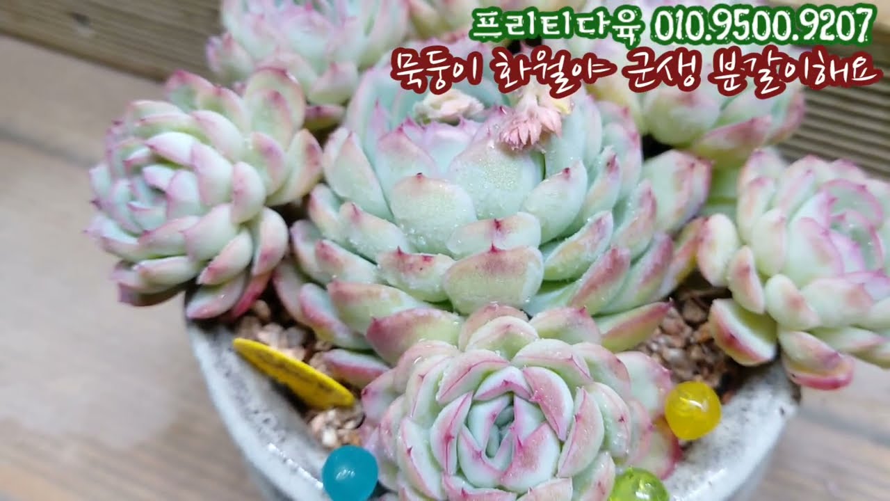 너무 예뻐서 꼭 사고 싶었던 화월야! 여기 프리티다육에 있었네요😁 화월야 분갈이해요 [프리티다육010.9500.9207]