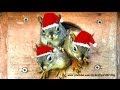 Animals Bring &quot;Joy To The World&quot; Instrumental