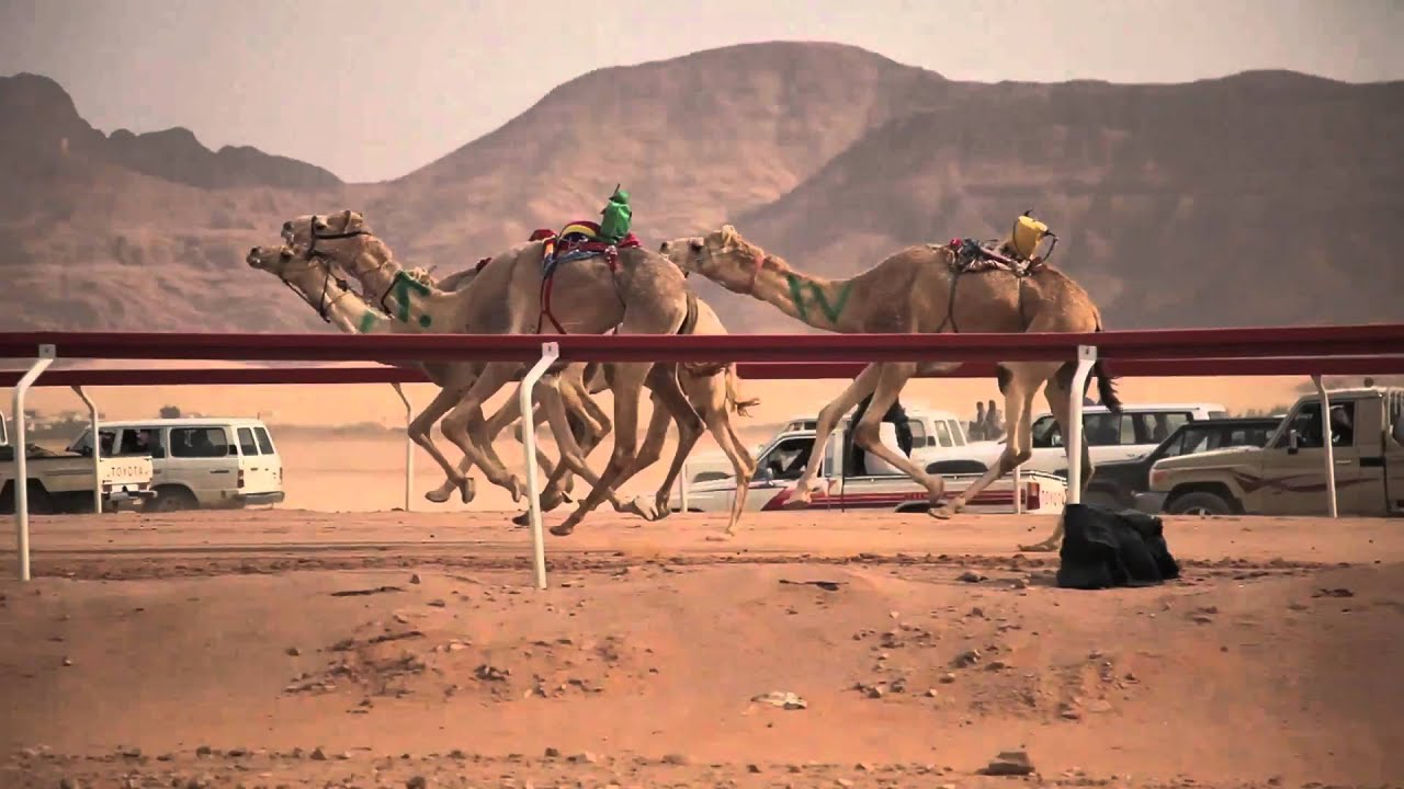 Camel Race - Wadi Rum, Jordan - HD - YouTube