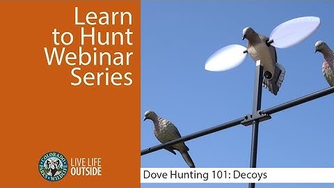 Dove Hunting 101: Decoys