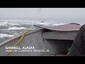 Boating in the sea ice with walruses near Gambell, Alaska