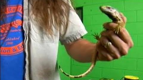 All About Reptiles: Black Throat Monitors : About Black Throat Monitors