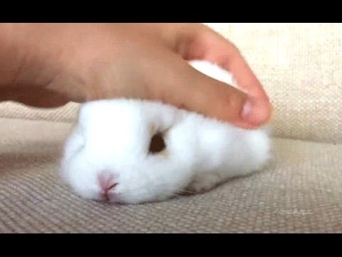 ウサギ 面白いとかわいいウサギの動画 コンパイル 新しい Hd Youtube