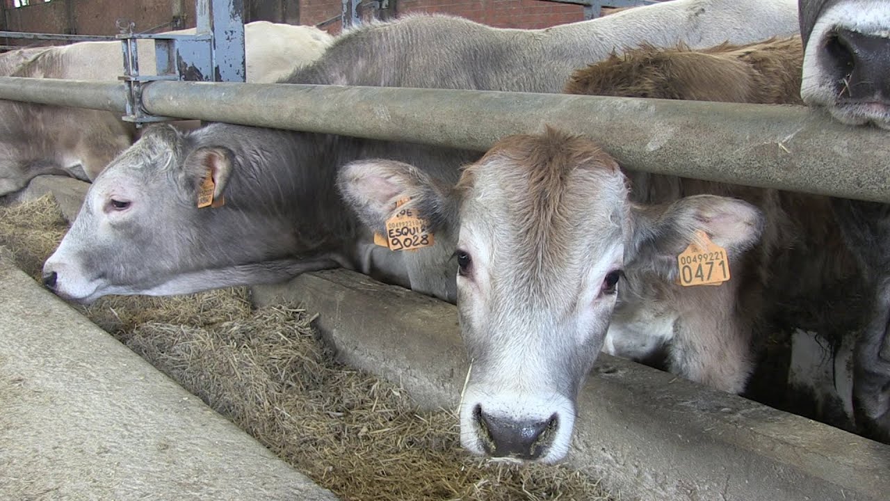 Allevamenti di razza Piemontese: crisi senza precedenti e prospettive