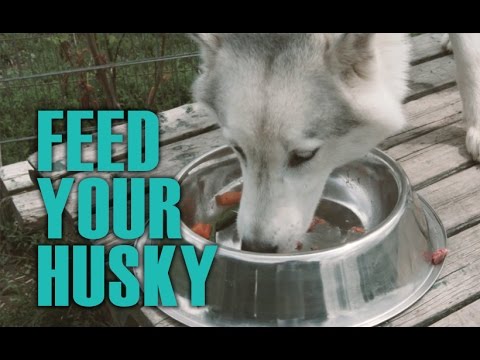 Husky Puppy Feeding Chart