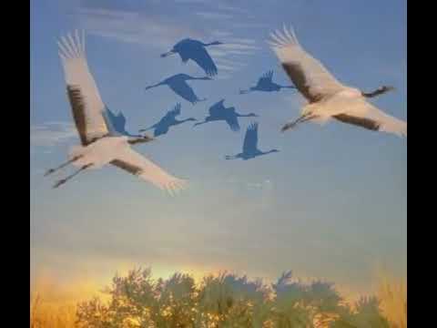 Василь Сухомлинський Відлітають журавлі