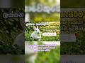 ලස්සන හාවන්ගේ සුරතල්🙂 හැසිරීම් | Cute Rabbit Behaviors & Meanings Sinhala#animals#cuterabbit##