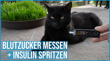 Wie viel Insulin bei welchem Blutzuckerwert Katze?