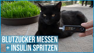 Stressfrei Blutzucker messen und Insulin spritzen bei Katzen