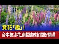 賞花「趣」！ 台中魯冰花.南投繡球花開好開滿