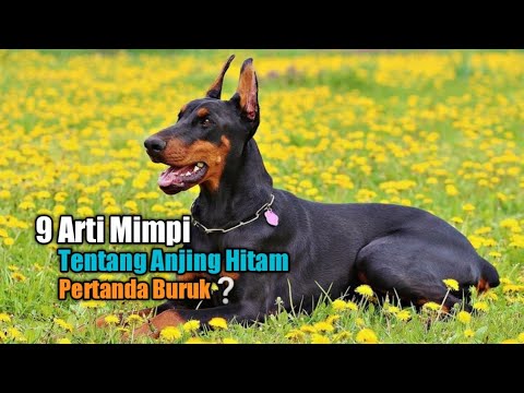 9 Arti Mimpi tentang Anjing Hitam, Pertanda Buruk?